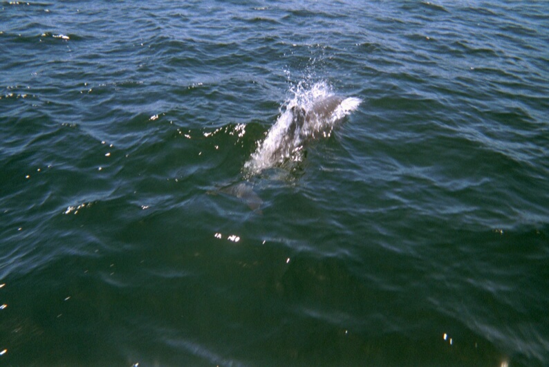 Croisiere-venezuela-2002-dauphins