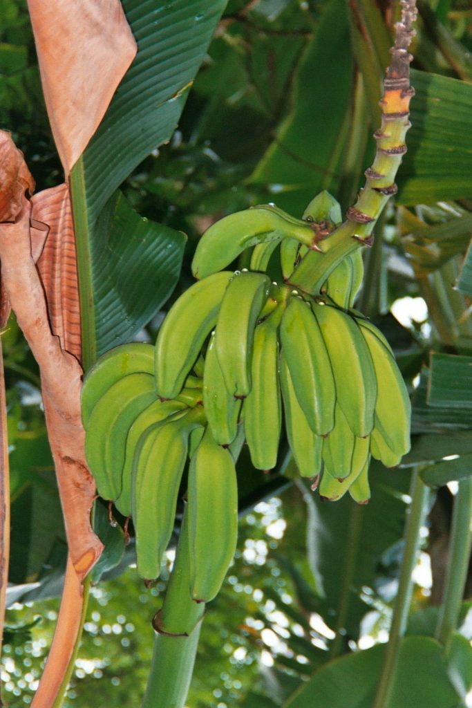 croisiere-venezuela-2002-bananes