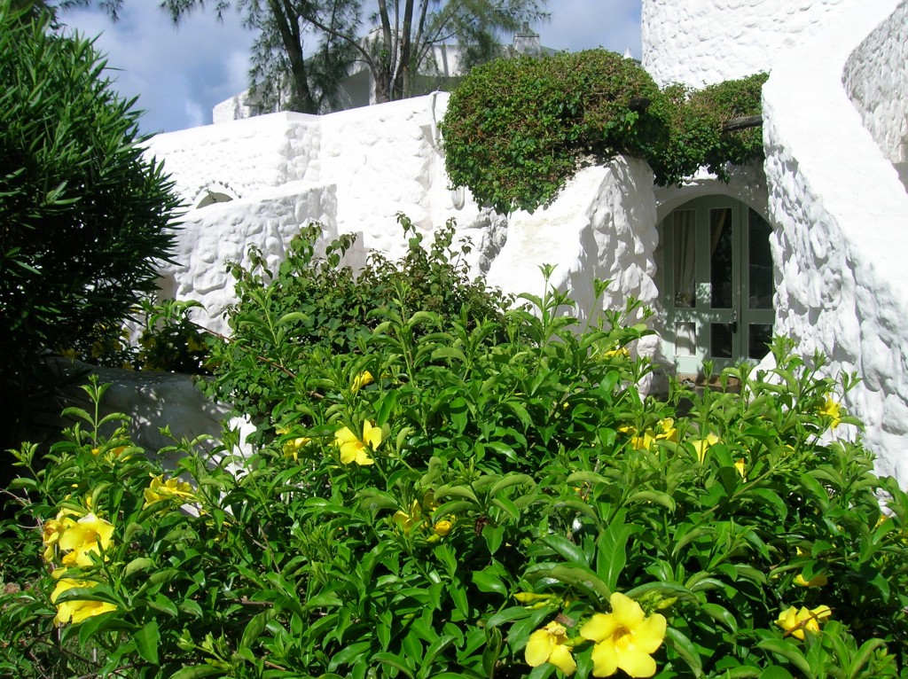 casuarina-ile-maurice-fleurs