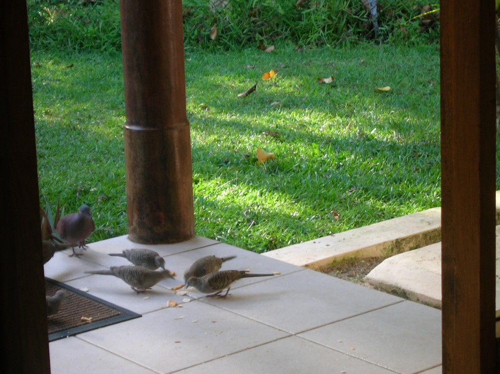 villa-dor-oiseaux-seychelles-praslin-2007