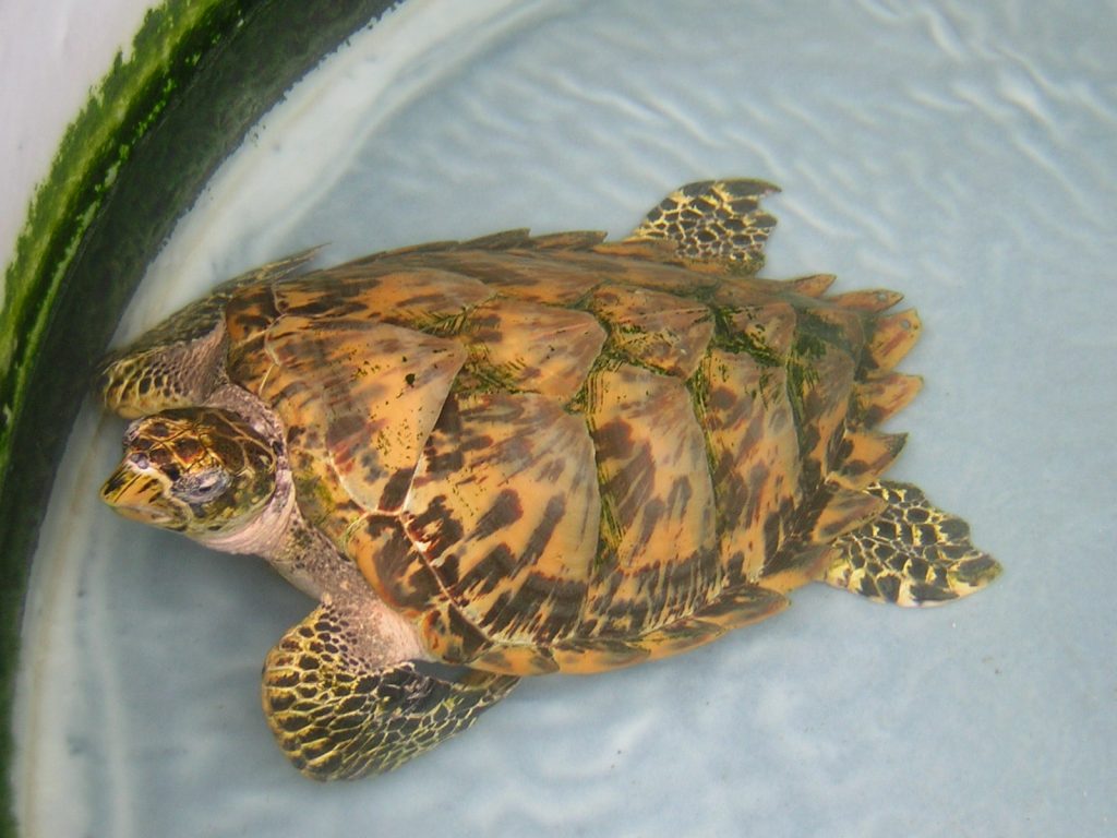 caraibes-janv-2008-en-cata-tortue-mer-bequia