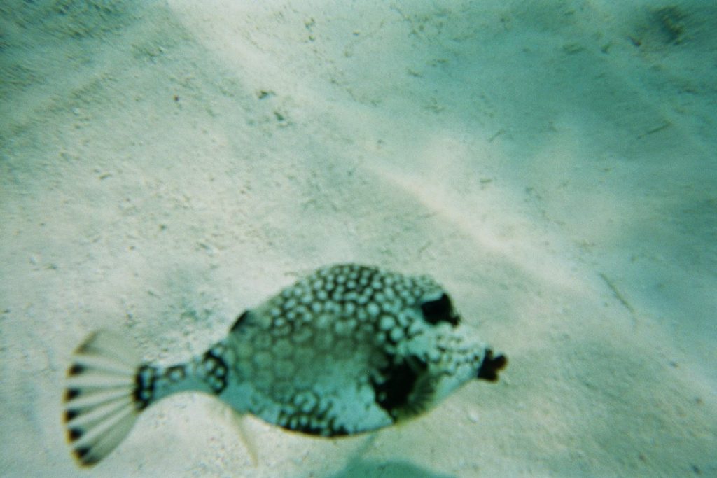 caraibes-janv2008-en-cata-poisson-antilles