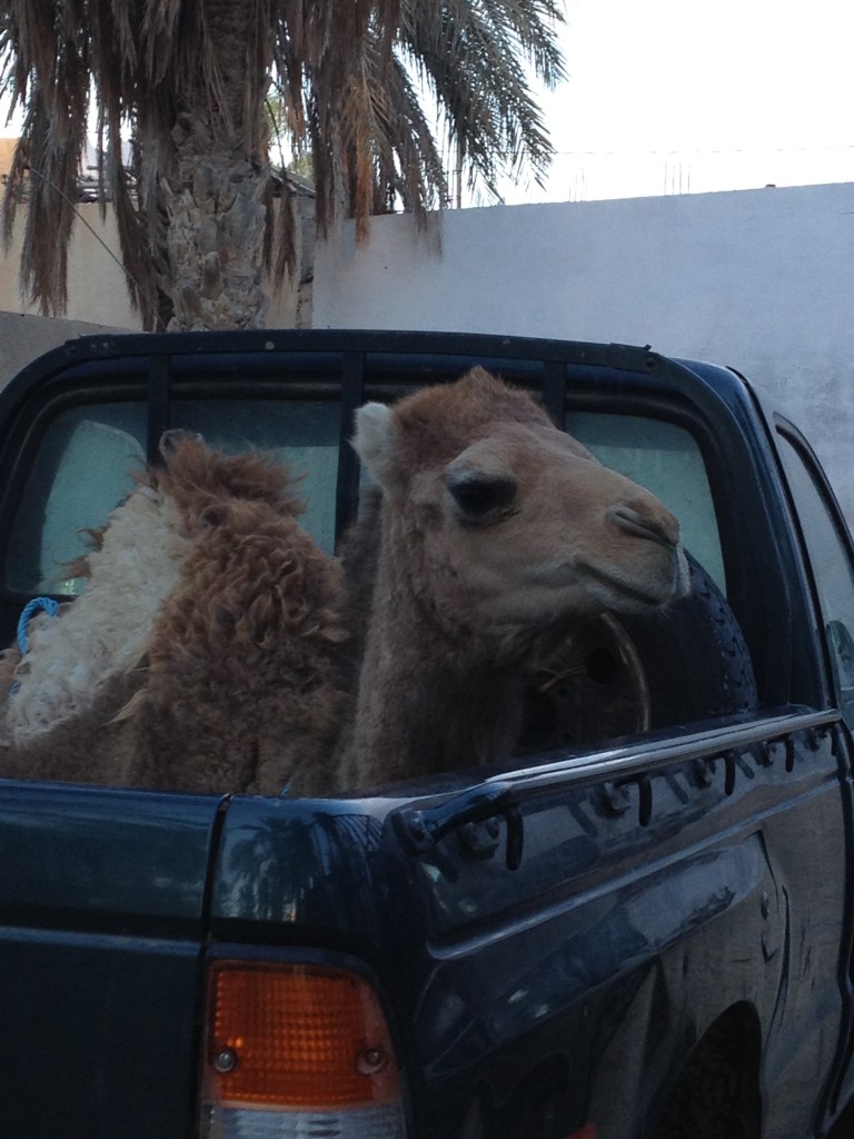 desert-tunisien-j5-dromadaire-douz