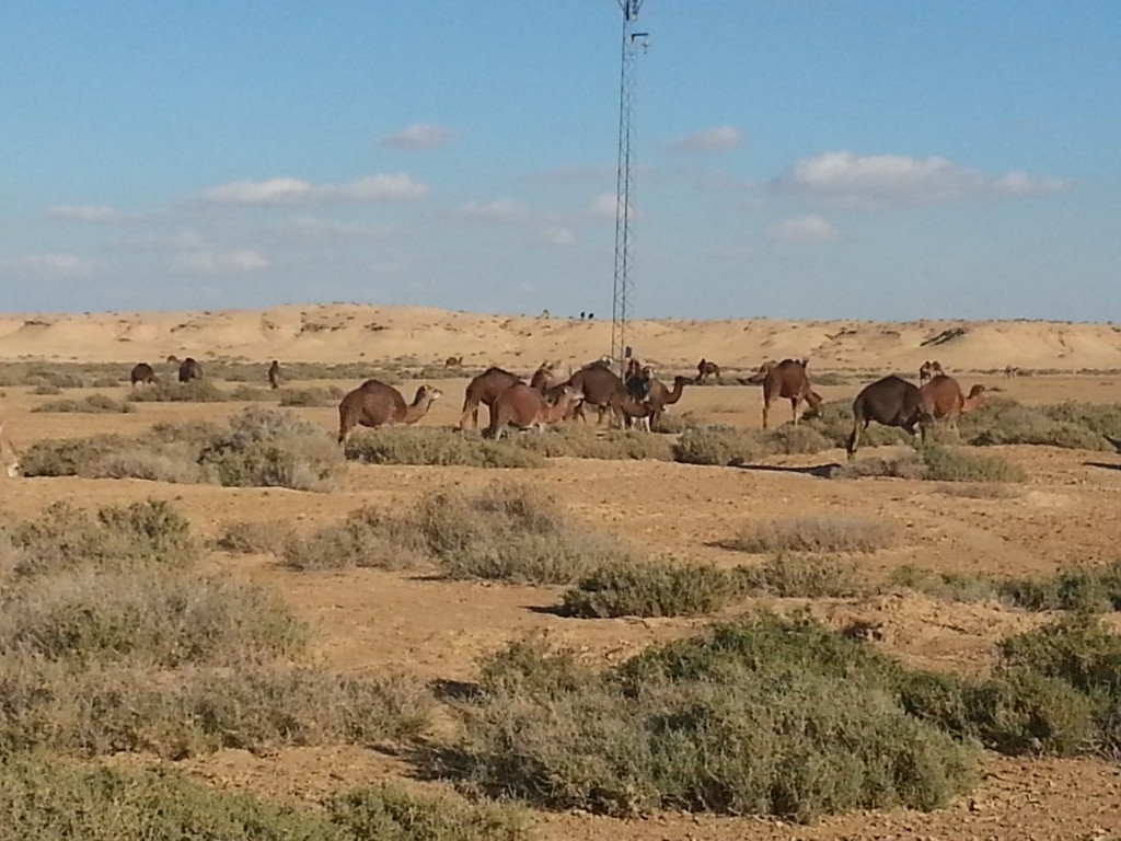 desert-tunisien-j6-troupeaux-bord-route