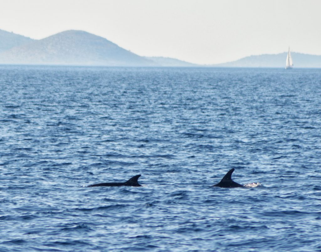 croisiere-ete2013-croatie-dauphins