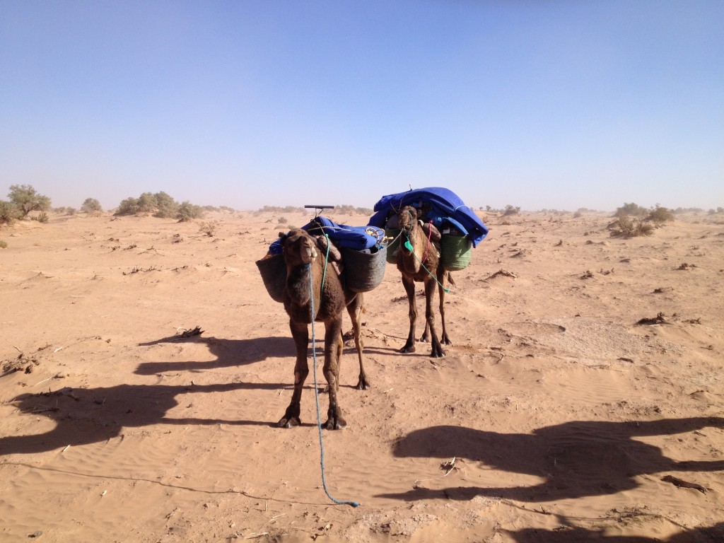 trek-j3-pause-pipi-dromadaires