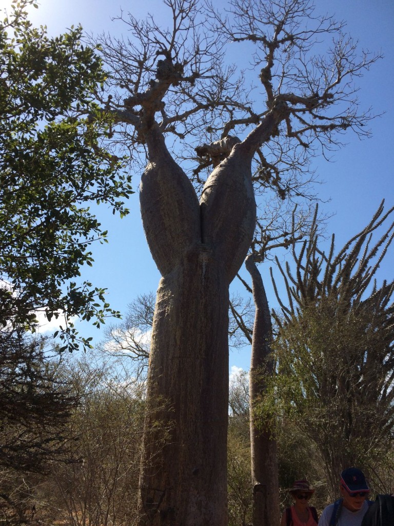 j12-baobab-cuisse-de-nymphe