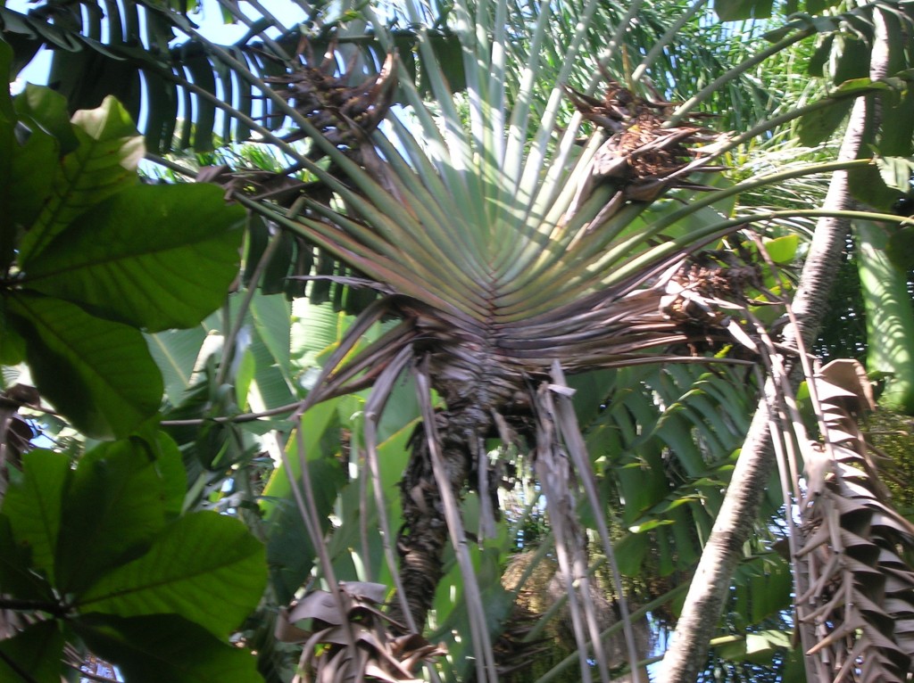 jardin-pamplemousse-ile-maurice-arbre-voyageur