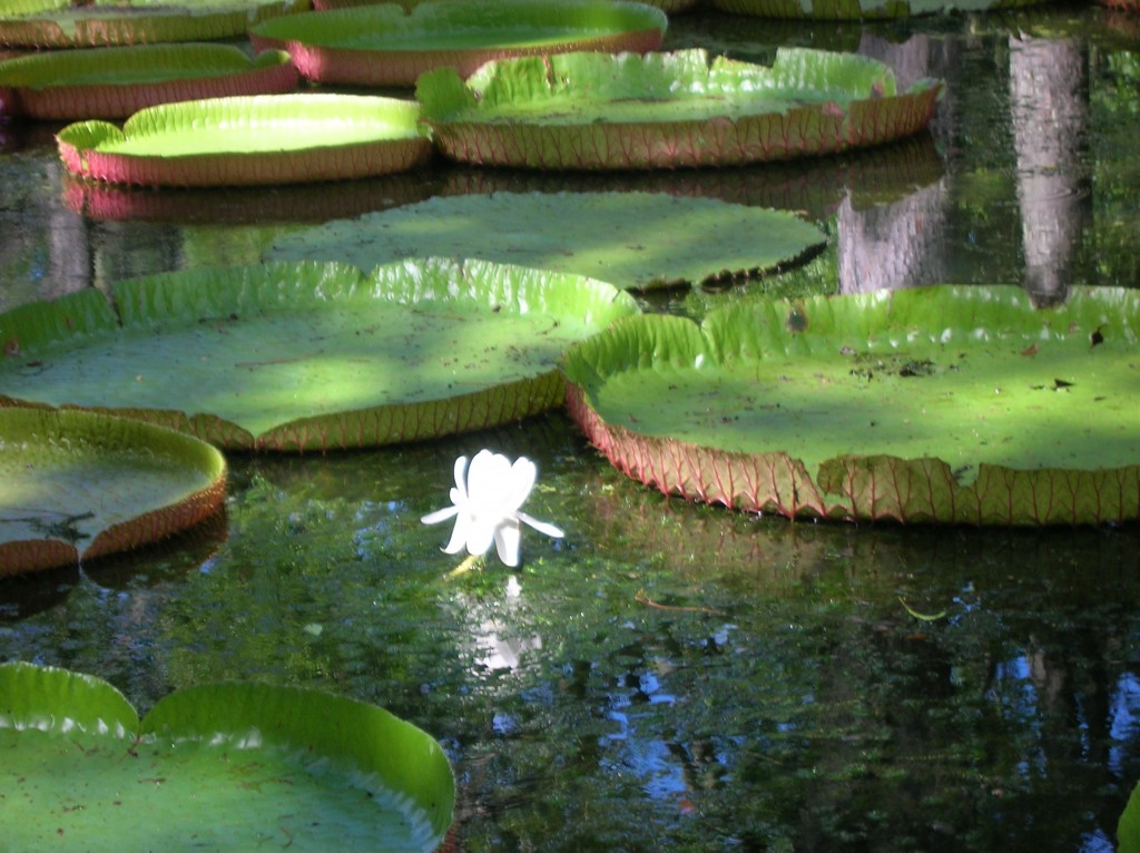 jardin-pamplemousse-ile-maurice-nenuphar-geant