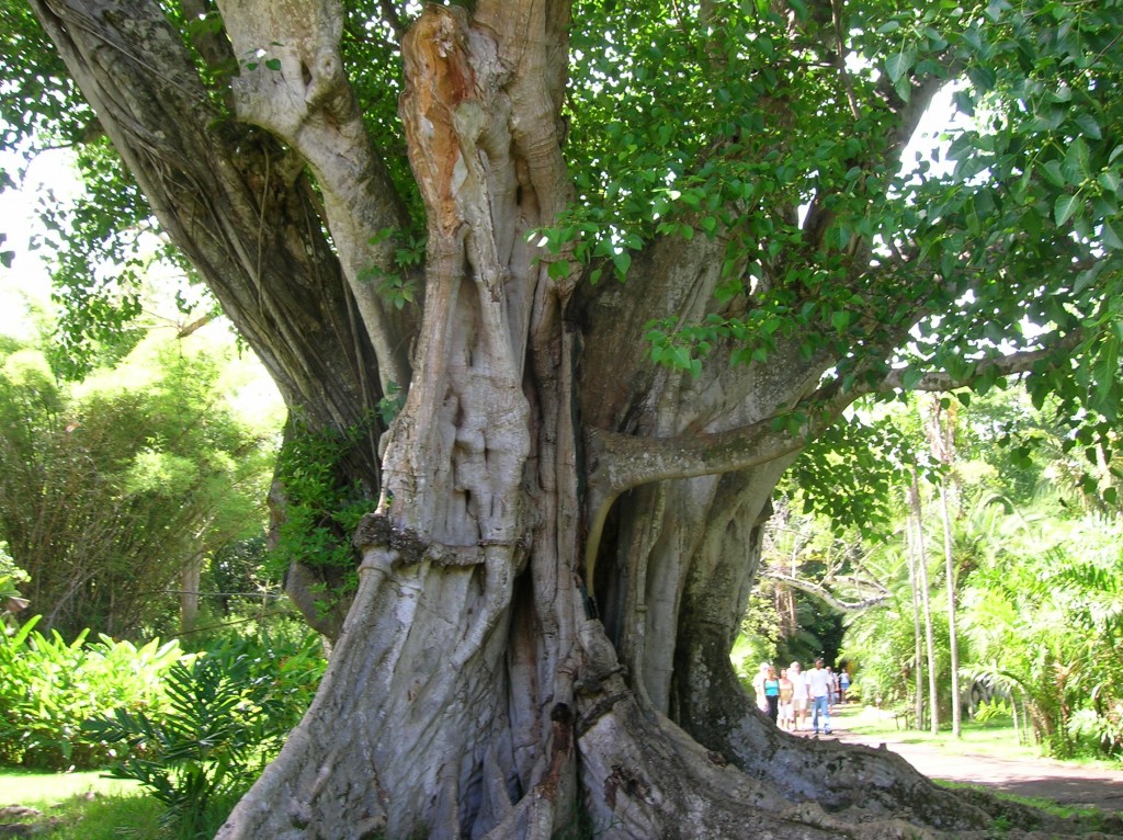 jardin-pamplemousse-ilemaurice-arbre-majestueux