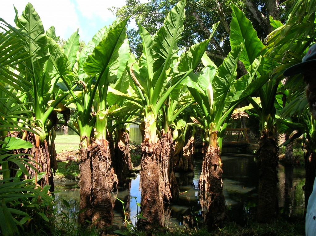 jardin-pamplemousse-ilemaurice-bananiers