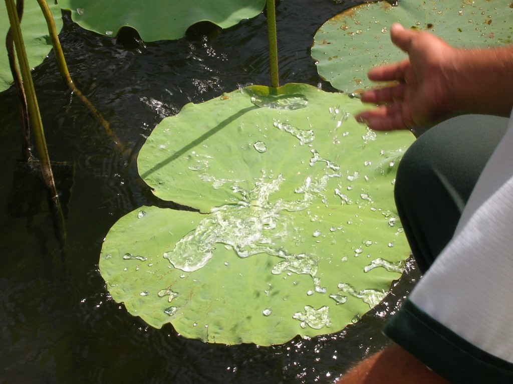 jardin-pamplemousse-ilemaurice-nenuphar