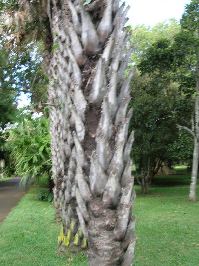 jardin-pamplemousse-ilemaurice-plamier-royal