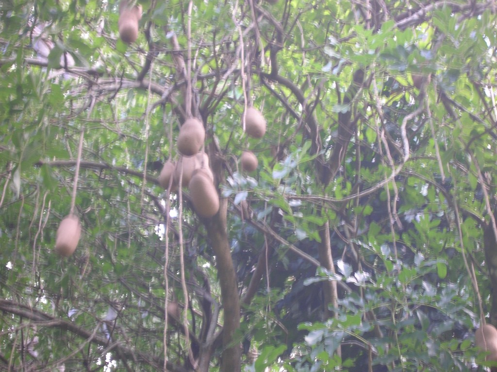 jardin-pazmplemousse-ilemaurice-arbreasaucisses