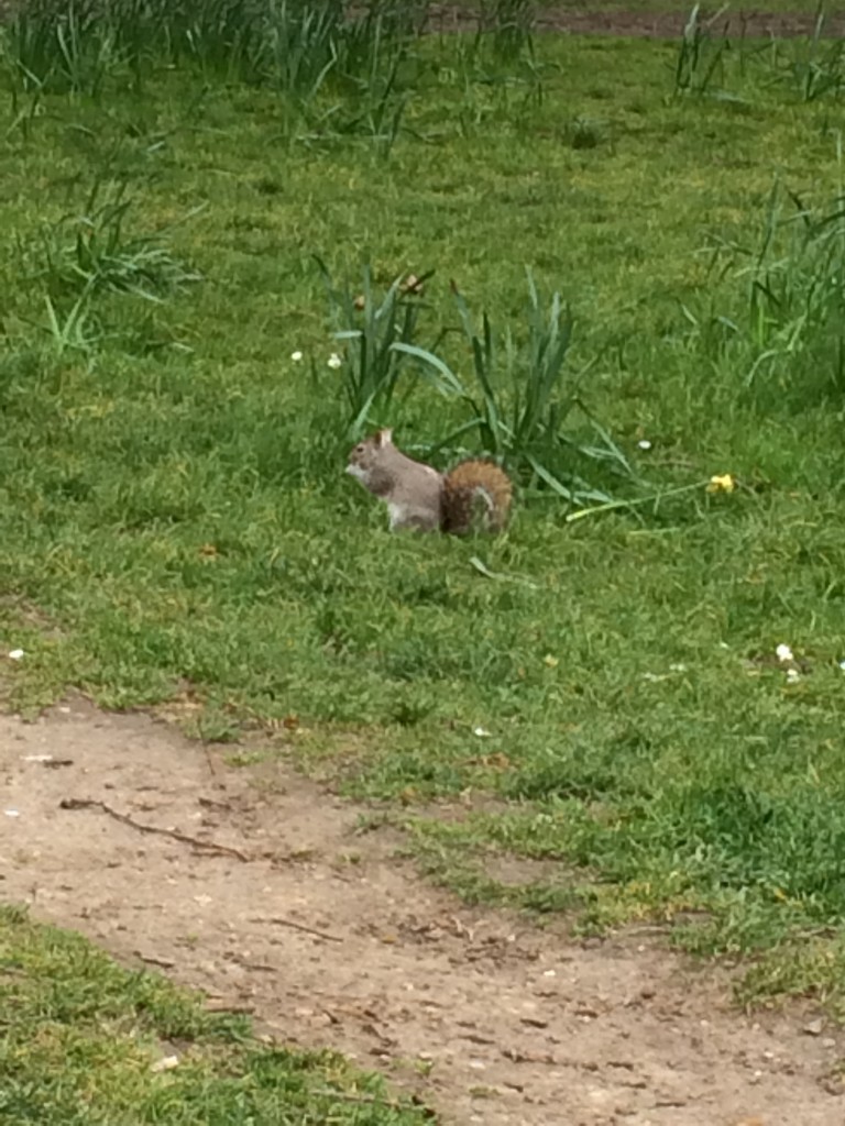 londres-ecureuil-st-james'spark