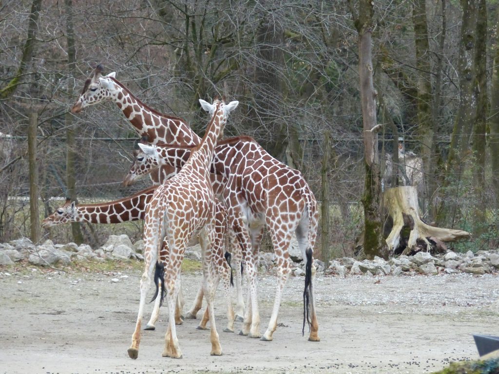 j6 girafes curieuses zoo munich nel 2016