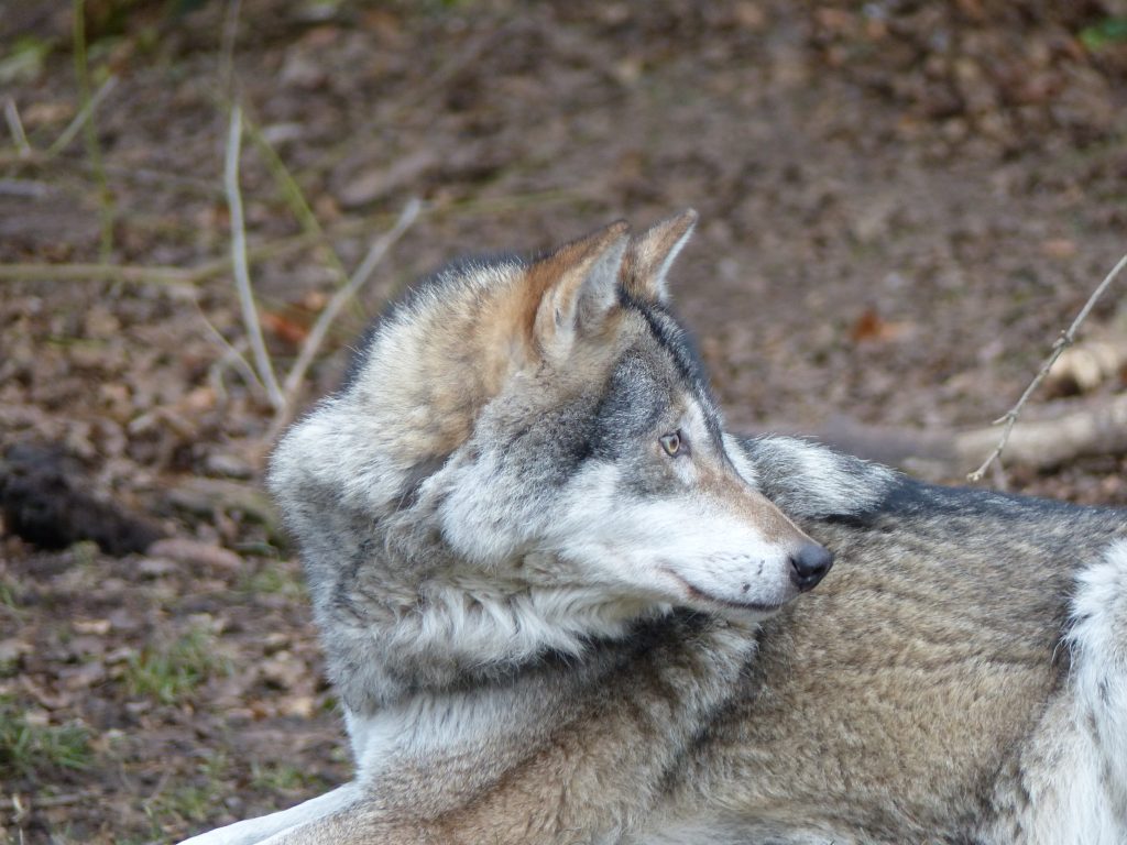 j6 loup zoo munich noel 2016