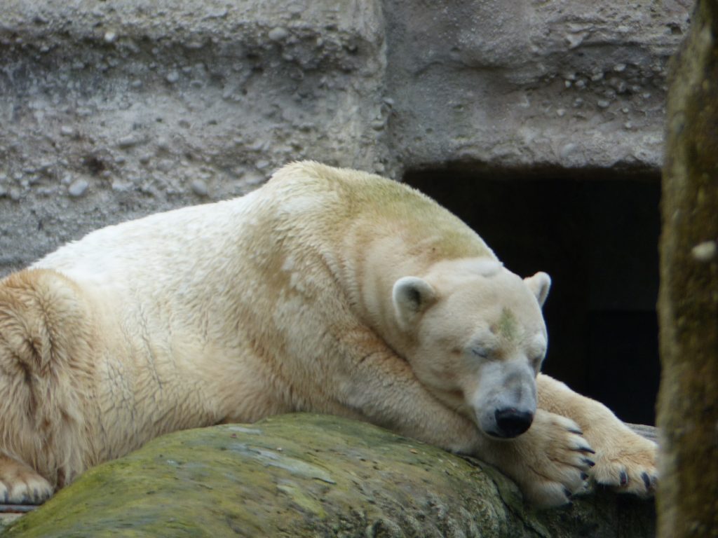 j6 sieste de noel pour ours zoo munich 2016