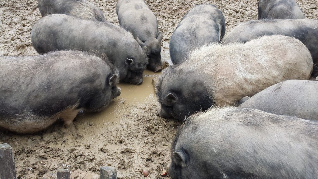 2014-mai-cochons-ferme-guedelon-MFV