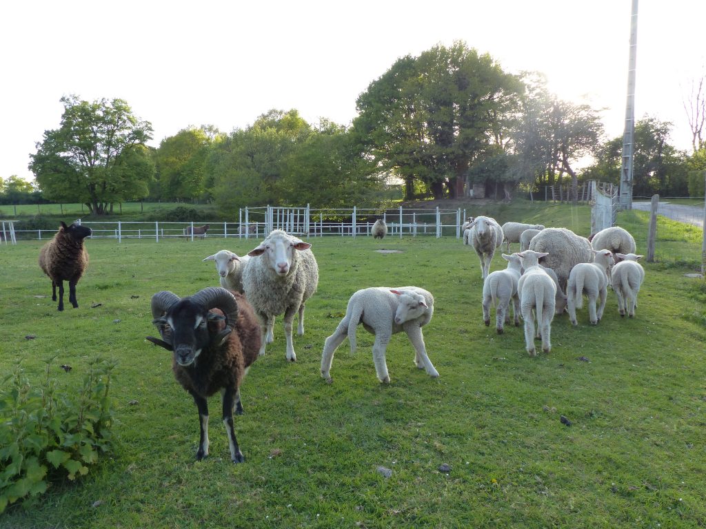 avril17-moutons-domaine-varennes-MFV