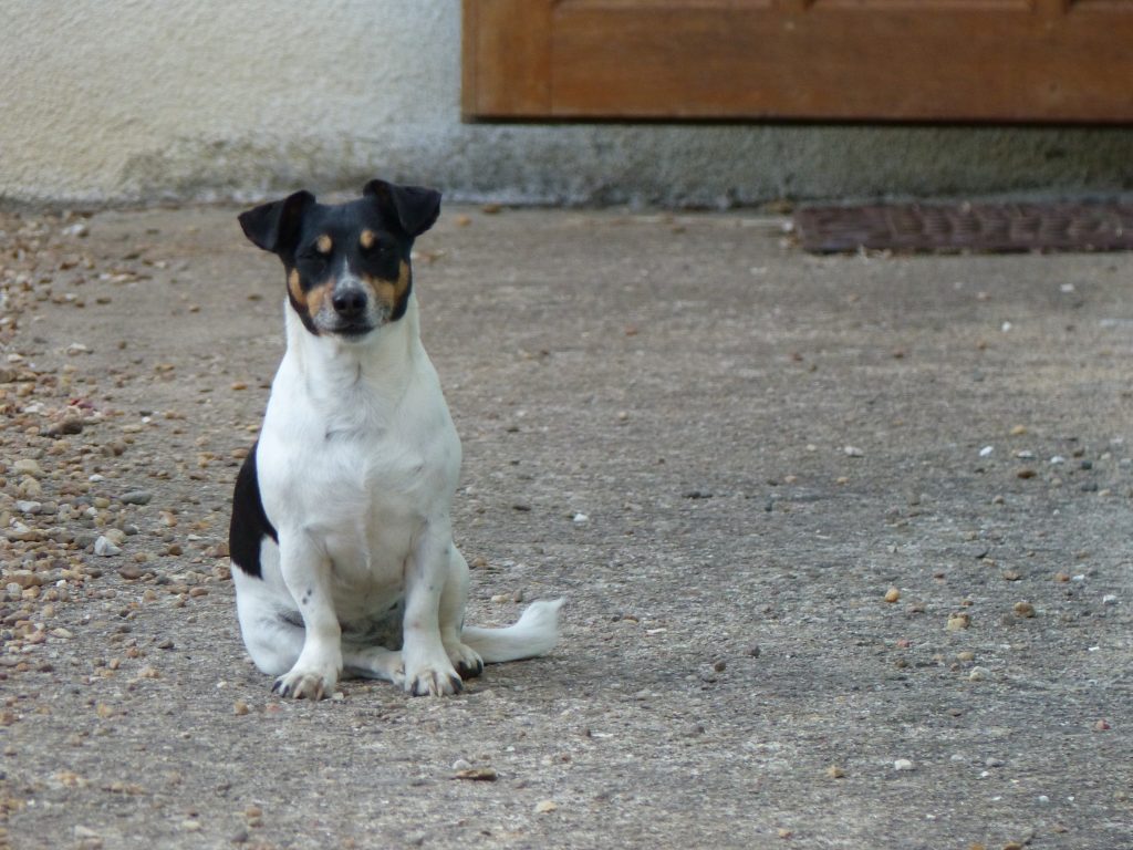 avril17-welcome-poppy-domaine-varennes-guedelonMFV