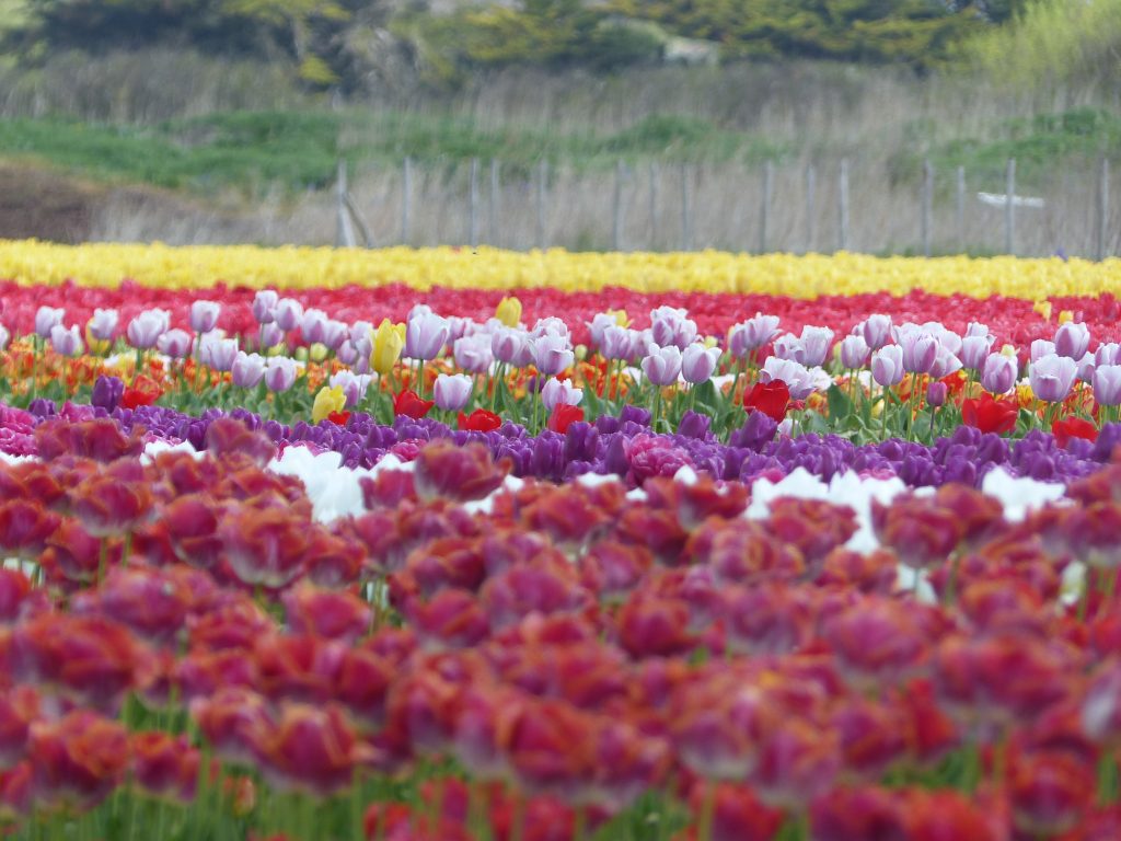 avril2017-MFV-tulipes deprintemps