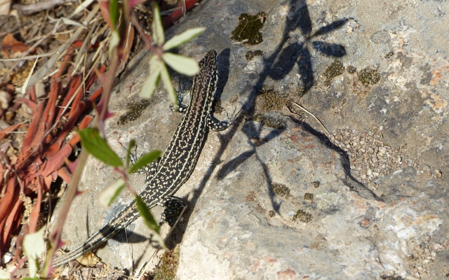 lézard made in corsica