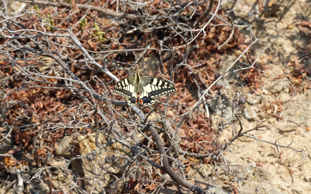 Papillon Corse-Balagne