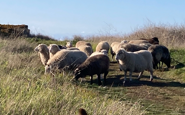 Jolies brebis de Quéménès